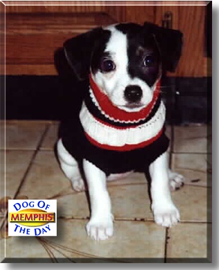 Memphis, the Dog of the Day