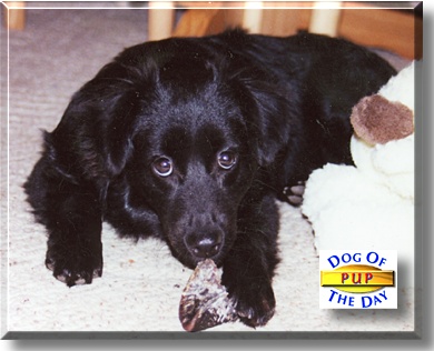 Pup, the Dog of the Day