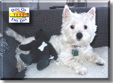 Tess, the Dog of the Day