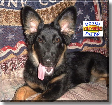 Cinderella, the Dog of the Day