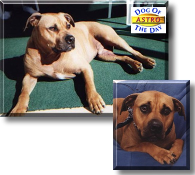 Astro, the Dog of the Day