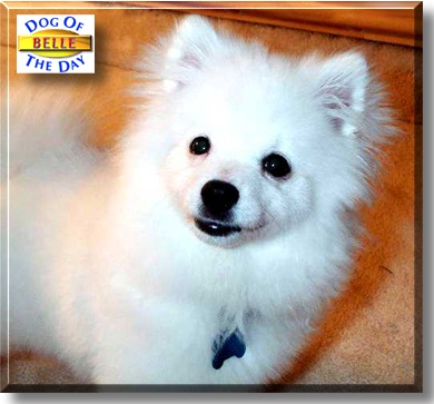 Belle, the Dog of the Day