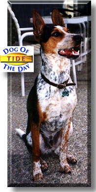 Tide, the Dog of the Day