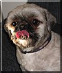Bogey