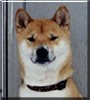 Buddy