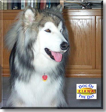 Kiana, the Dog of the Day