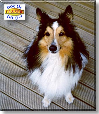 Fraser, the Dog of the Day
