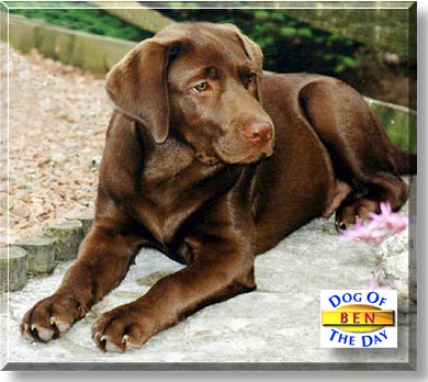 Ben, the Dog of the Day