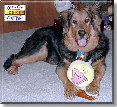 Zeke, the Dog of the Day