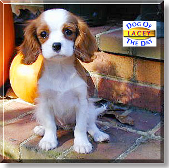 Lacey, the Dog of the Day