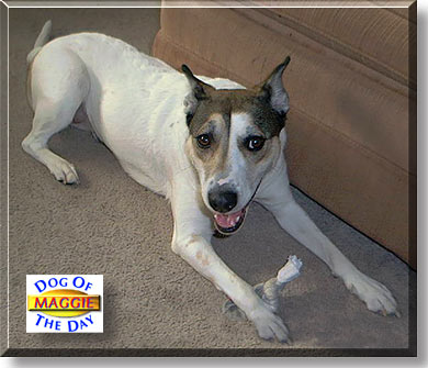 Maggie, the Dog of the Day