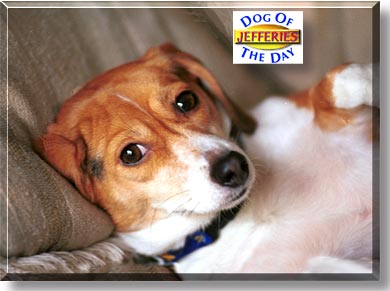 Jefferies, the Dog of the Day