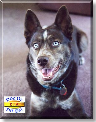 Kia, the Dog of the Day