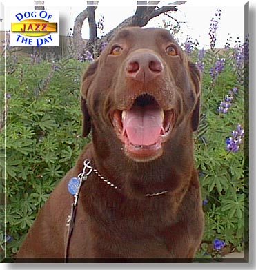 Jazz, the Dog of the Day