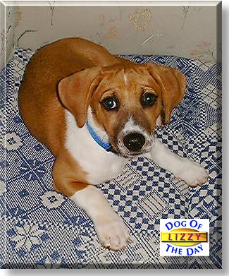 Lizzy, the Dog of the Day