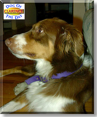 Clarence, the Dog of the Day