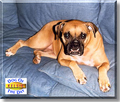 Kelsie, the Dog of the Day