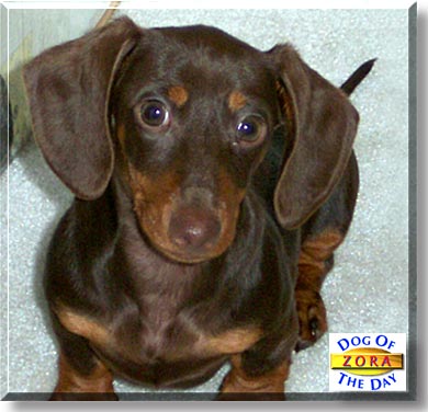 Zora, the Dog of the Day