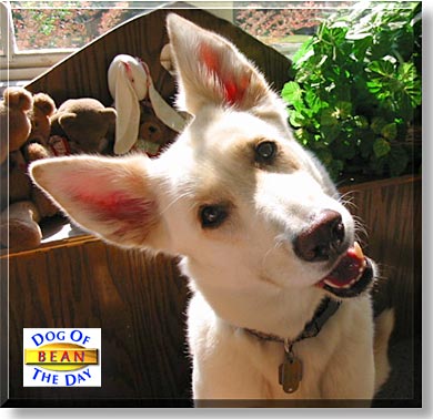 Bean, the Dog of the Day