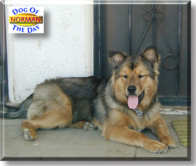 Norman, the Dog of the Day