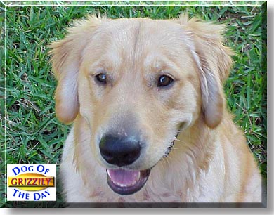 Grizzily, the Dog of the Day