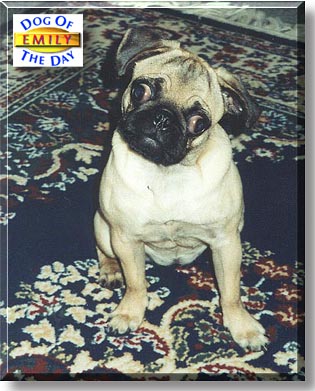 Emily, the Dog of the Day