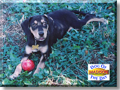 Madison, the Dog of the Day
