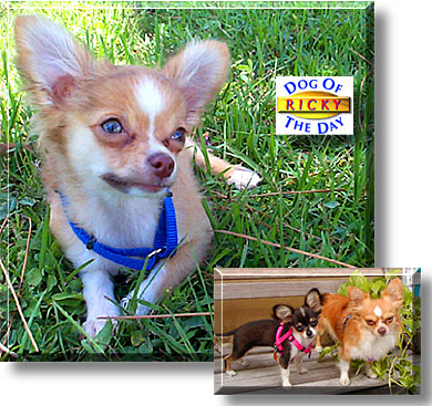 Ricky, the Dog of the Day