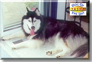 Tasha, the Dog of the Day