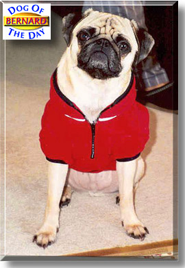 Bernard, the Dog of the Day