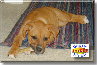 Saydee, the Dog of the Day