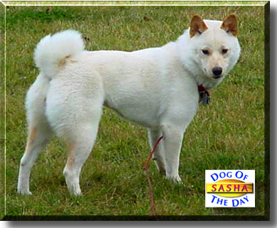 Sasha, the Dog of the Day