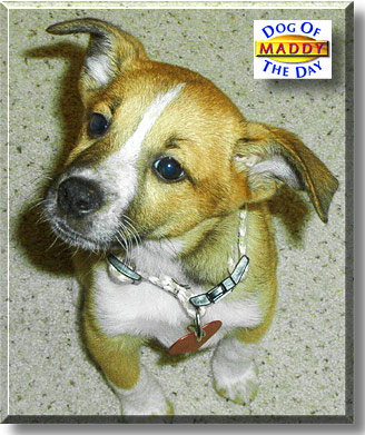 Maddy, the Dog of the Day