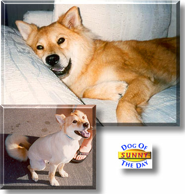 Sunny, the Dog of the Day