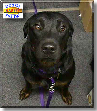 Harley, the Dog of the Day