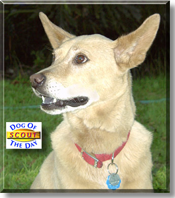 Scout, the Dog of the Day