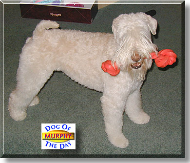 Murphy, the Dog of the Day
