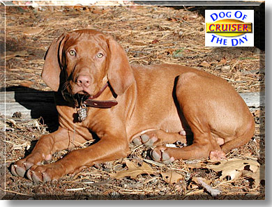 Cruiser, the Dog of the Day
