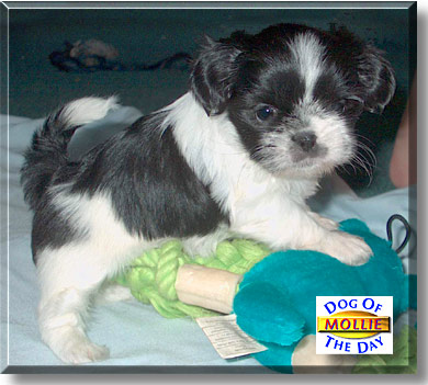Mollie, the Dog of the Day