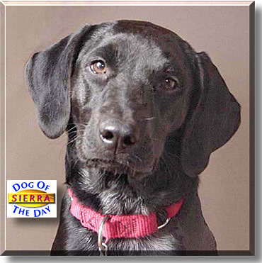 Sierra, the Dog of the Day