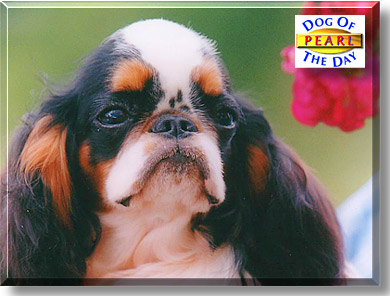 Pearl, the Dog of the Day
