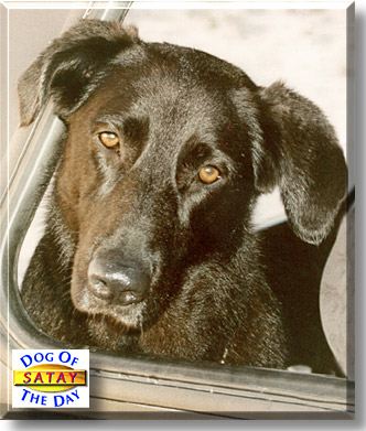 Satay, the Dog of the Day