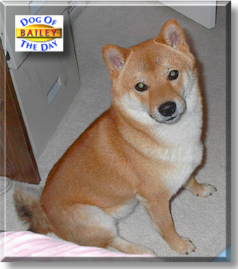 Bailey, the Dog of the Day