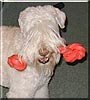 Murphy