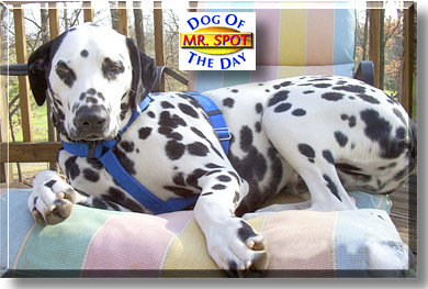 Mr. Spot, the Dog of the Day