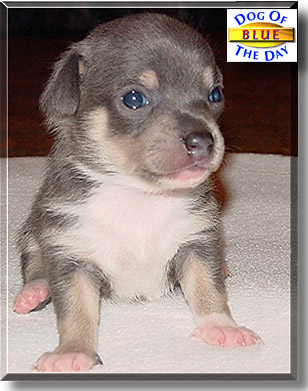 Blue, the Dog of the Day