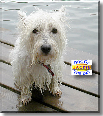 Jackie, the Dog of the Day