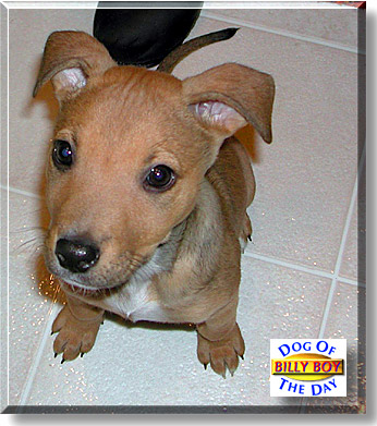 Billy Boy, the Dog of the Day