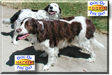 Hacker and Tookie, the Dog of the Day