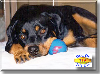 Tia, the Dog of the Day